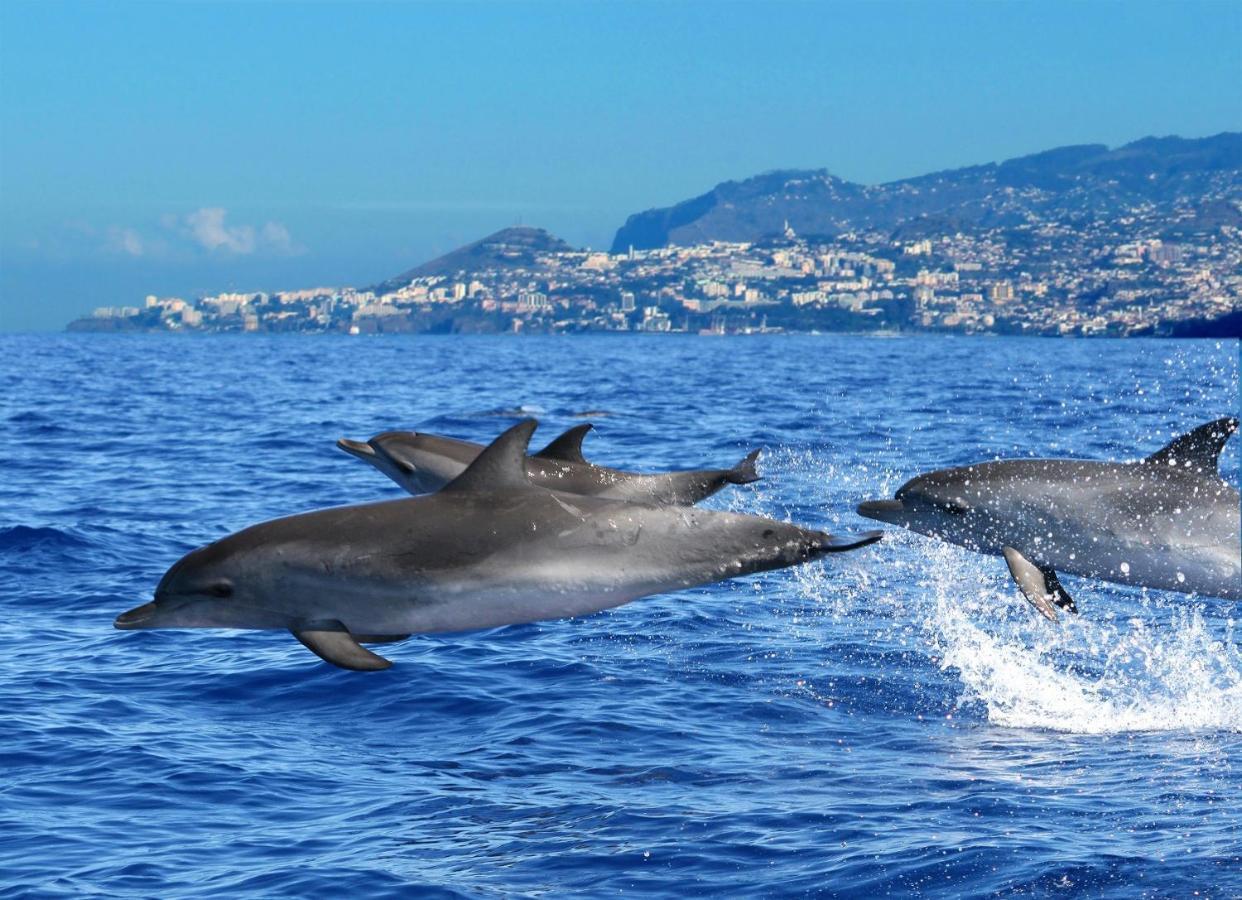 Apartamento Do Corpo Santo Funchal Dış mekan fotoğraf